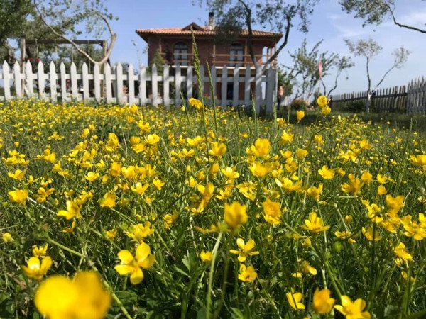 Juniperus Village House